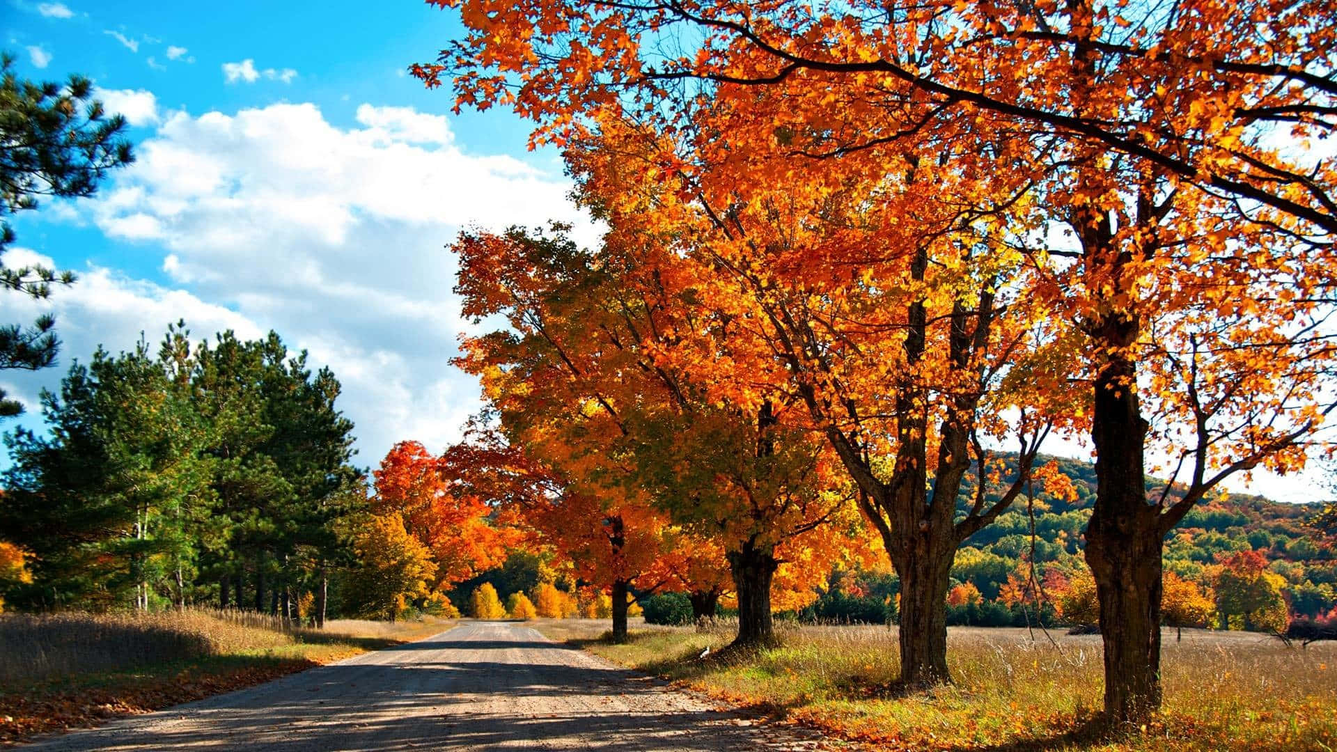 Enjoying The Scenic Of Fall In 4k Wallpaper
