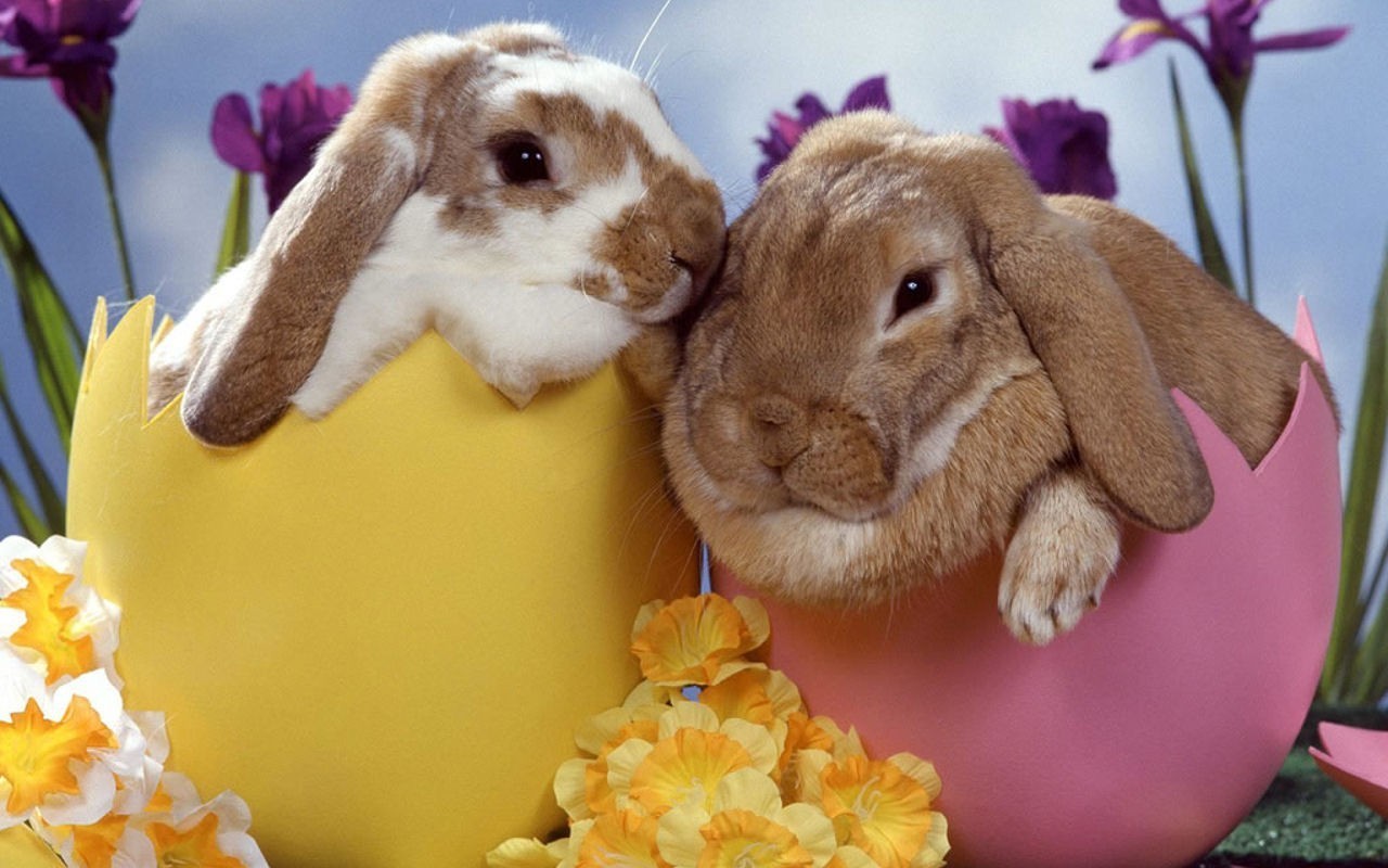 bunny   Bunny Rabbits Wallpaper 20196424
