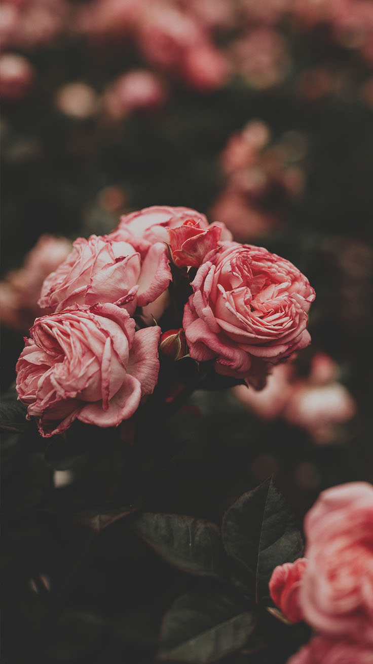 Pink Roses and Red Hearts Live Wallpaper - free download