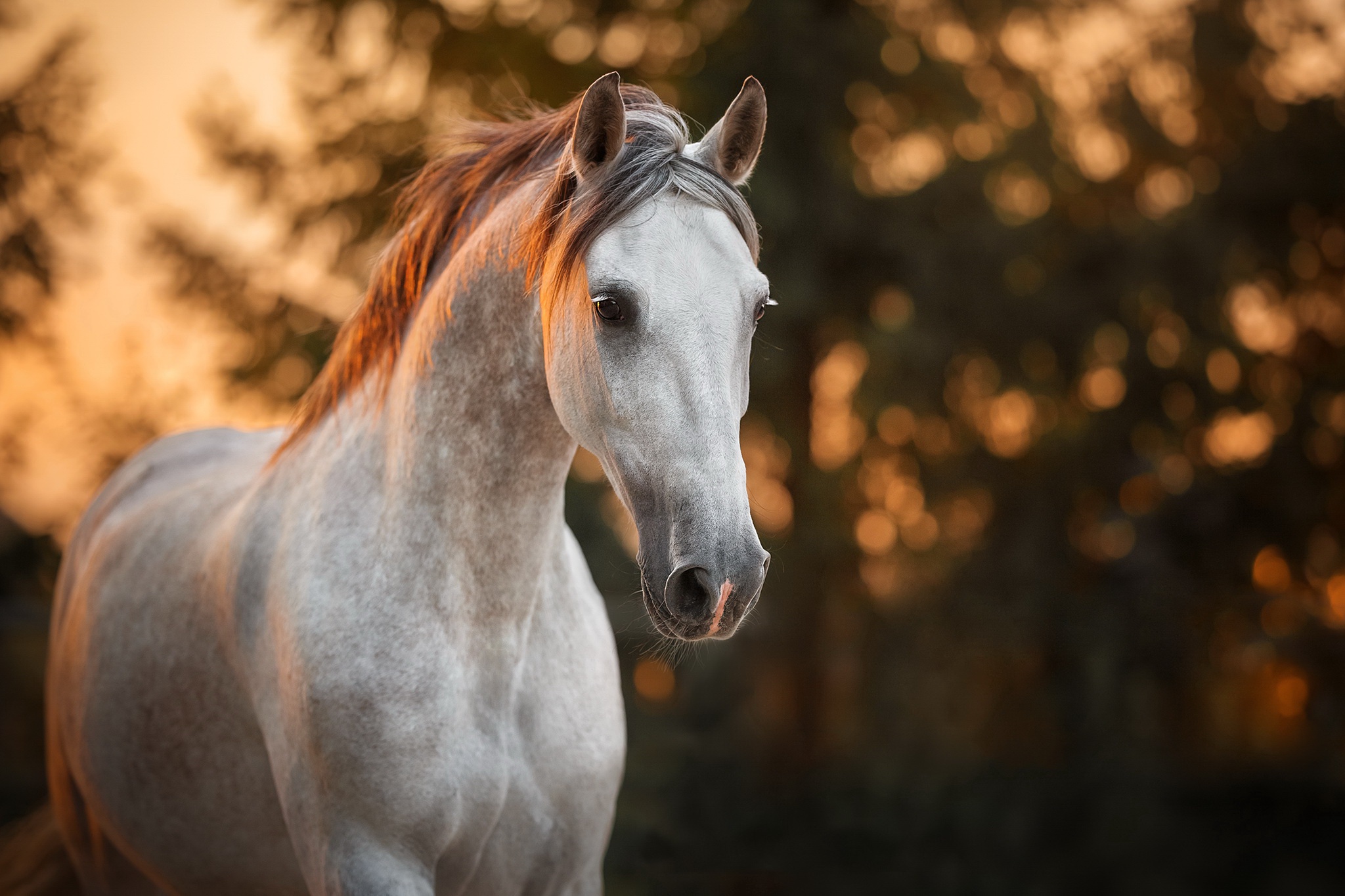 A majestic white horse with a flowing mane, illuminated by the warm glow of sunset, stands against a backdrop of blurred trees