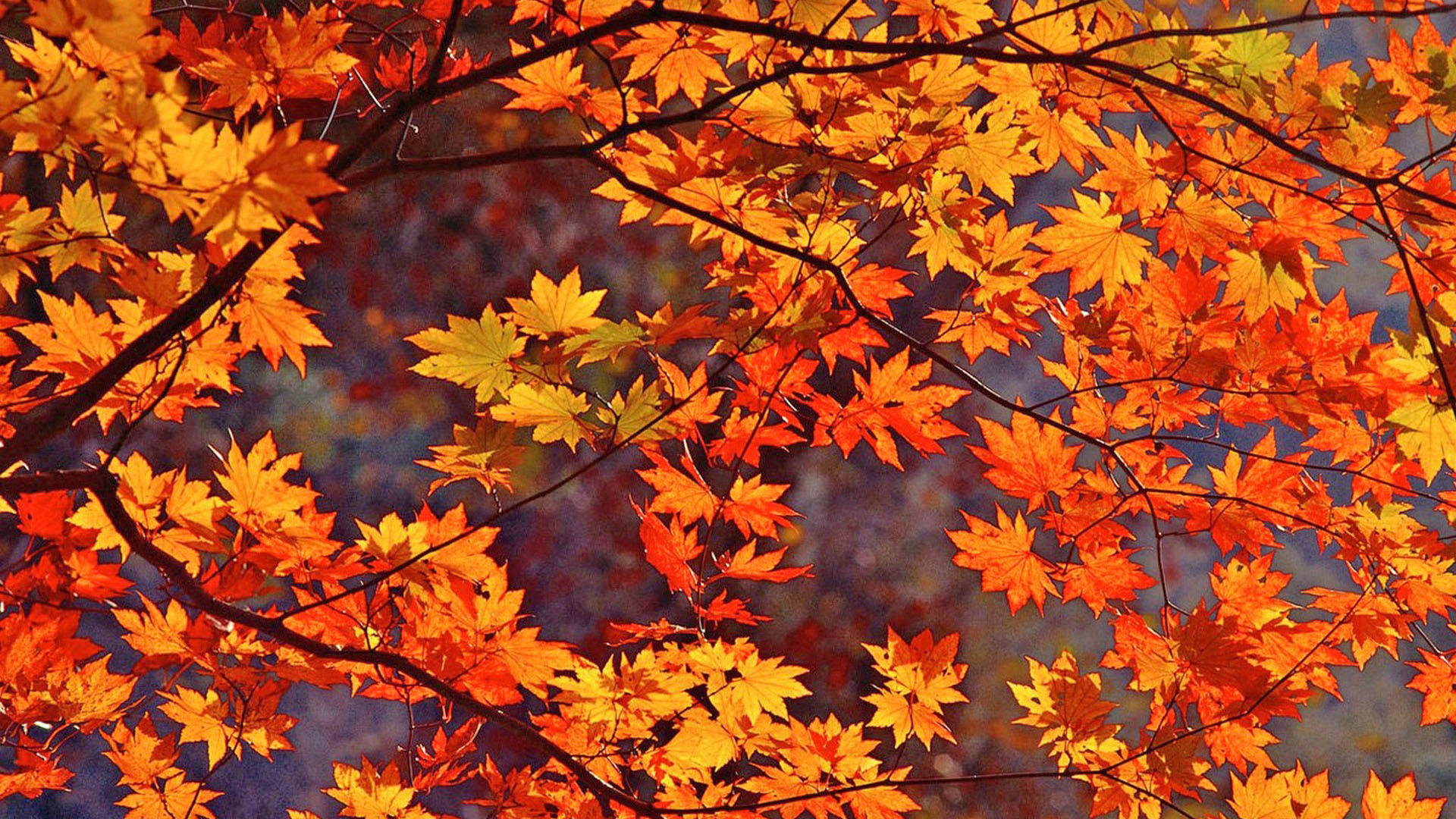 Related Pictures Fall Leaves iPad Wallpaper