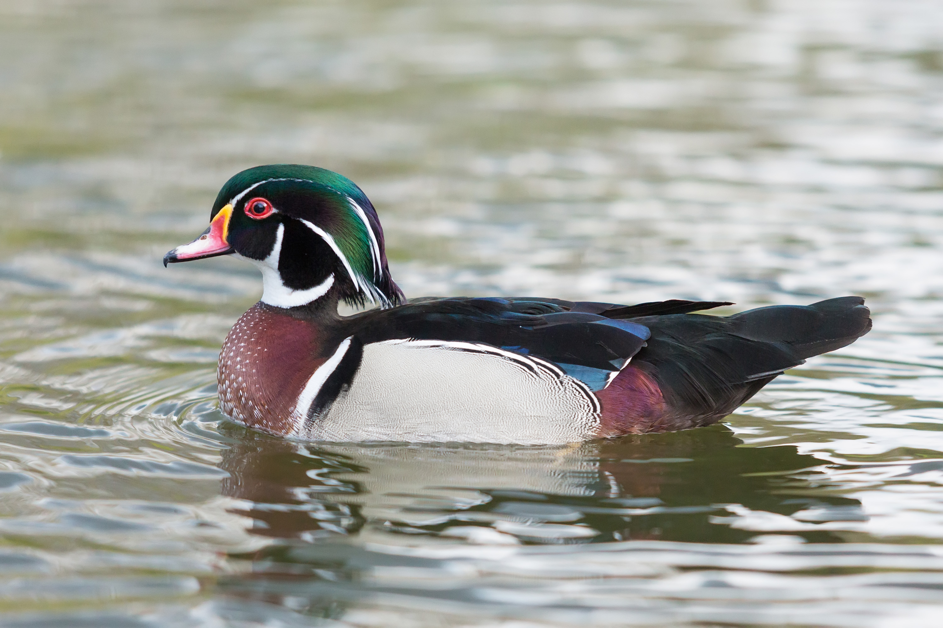 File Wood Duck St James S Park London April Jpg Wikipedia