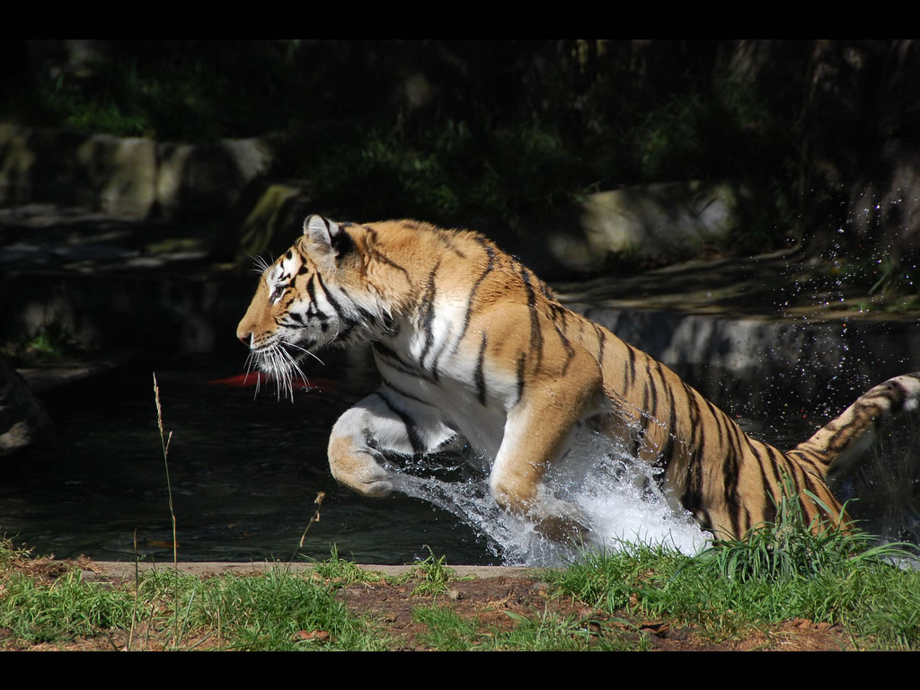 HD Desktop Wallpaper Online Amazing Of Tigers
