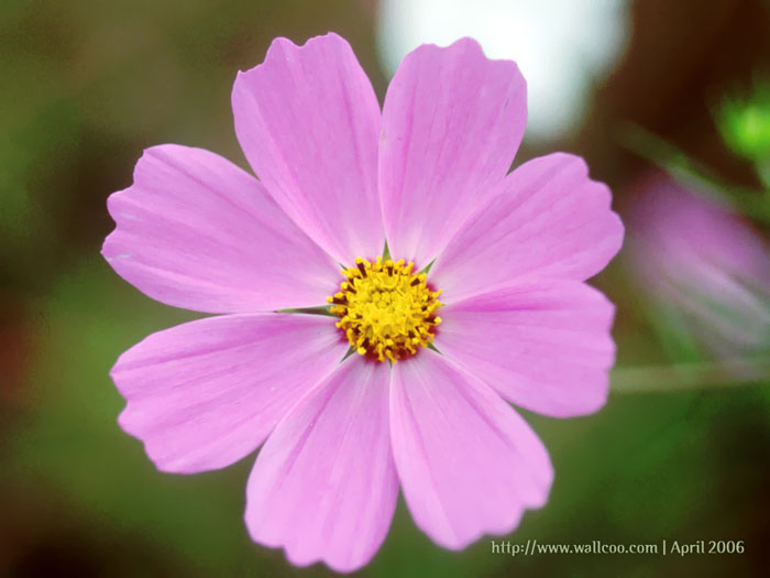 Pink Cosmos Flower Bipinnatus Wallcoo A