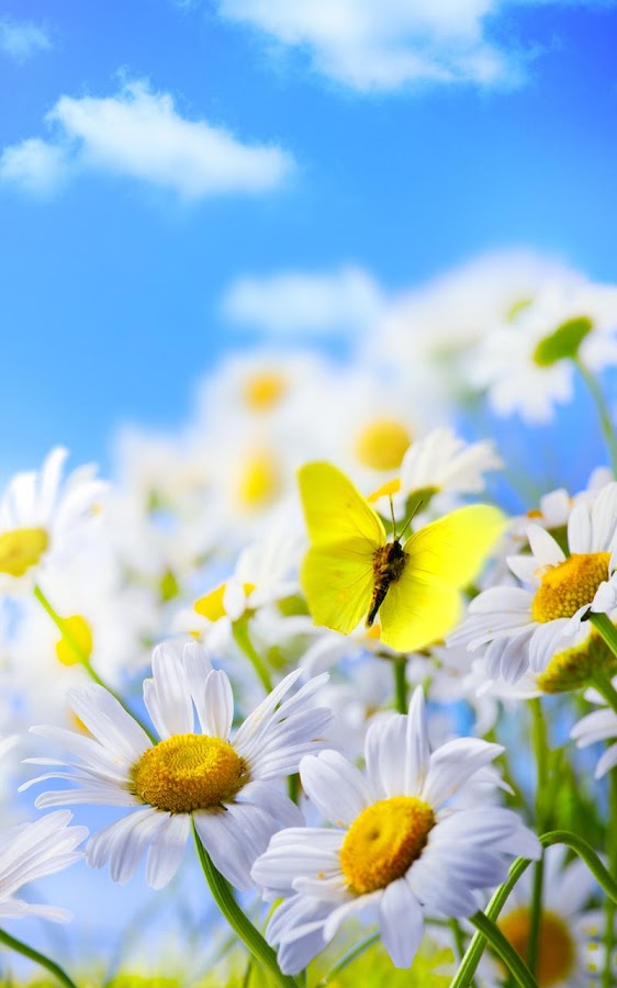 Spring Flowers Live Wallpaper Is The For Your Mobile