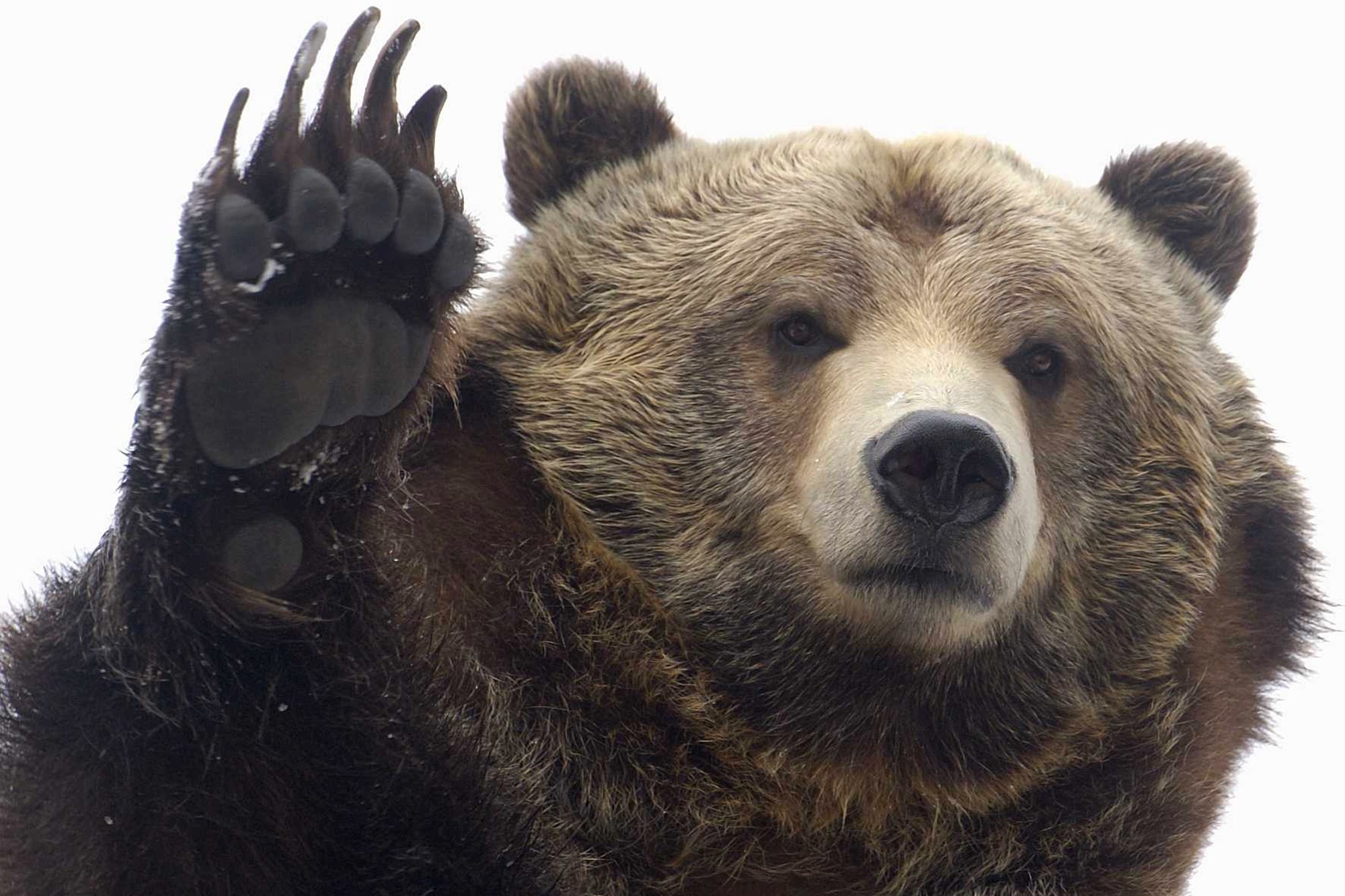 Grizzly Bear Background Wallpaper