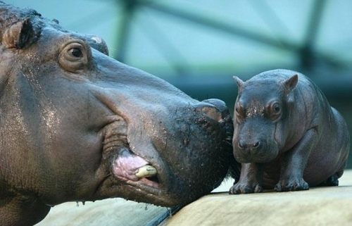 Animals Baby Hippo Cute Hippos Image On Favim