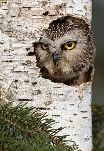 Owl Wallpaper Background Screensavers Photo