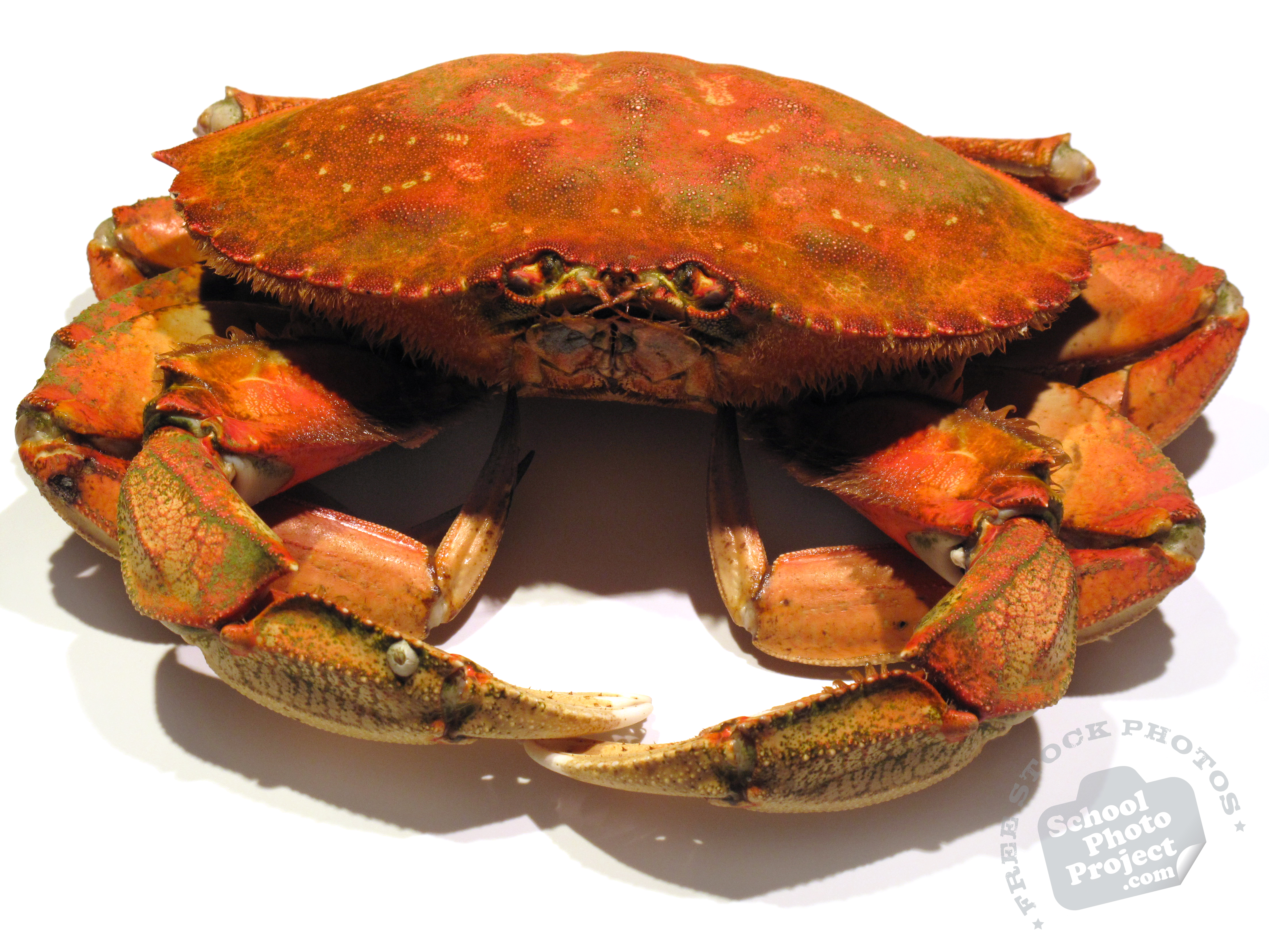 Cooked Crab Stock Photo Image Picture Wallpaper