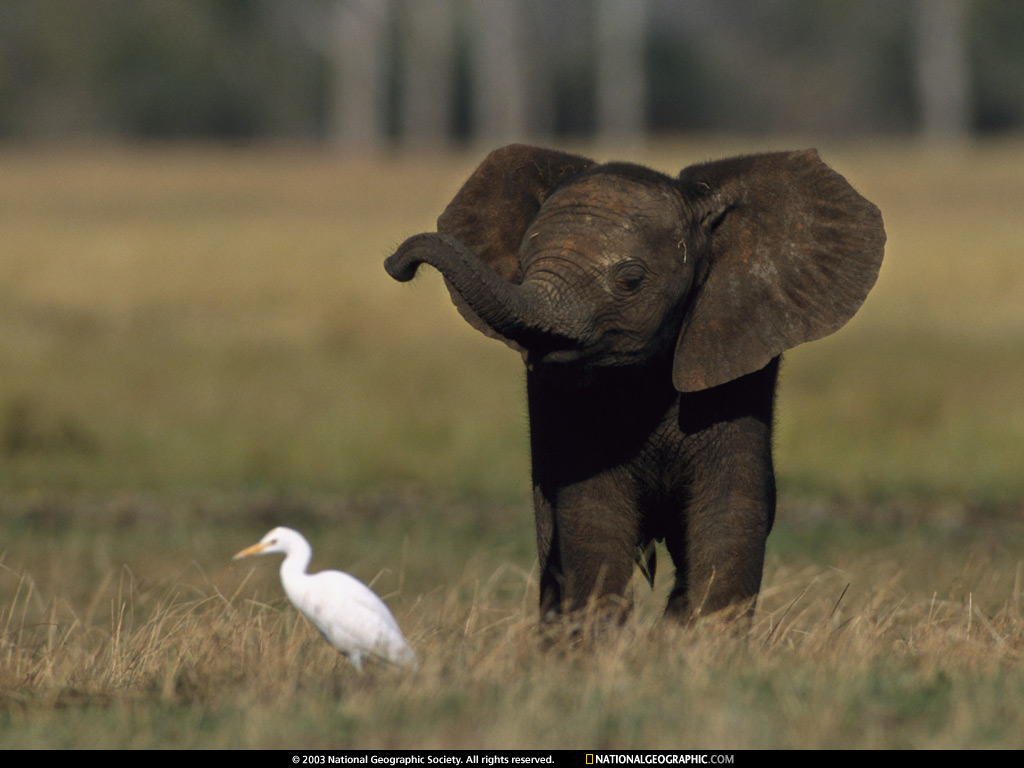 Baby Elephant Africa