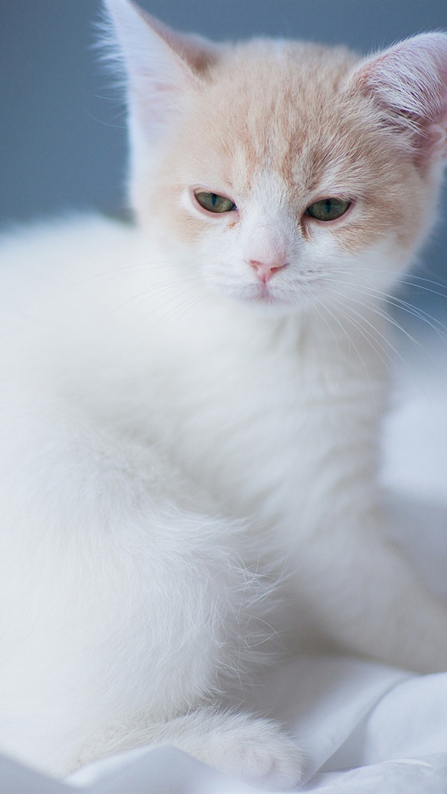 White Cute Kitten iPhone Wallpaper 5s