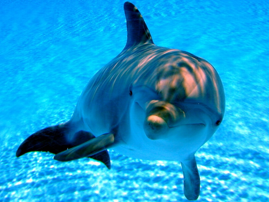Pin Dolphin Swimming Underwater Wallpaper 1680x1050jpg