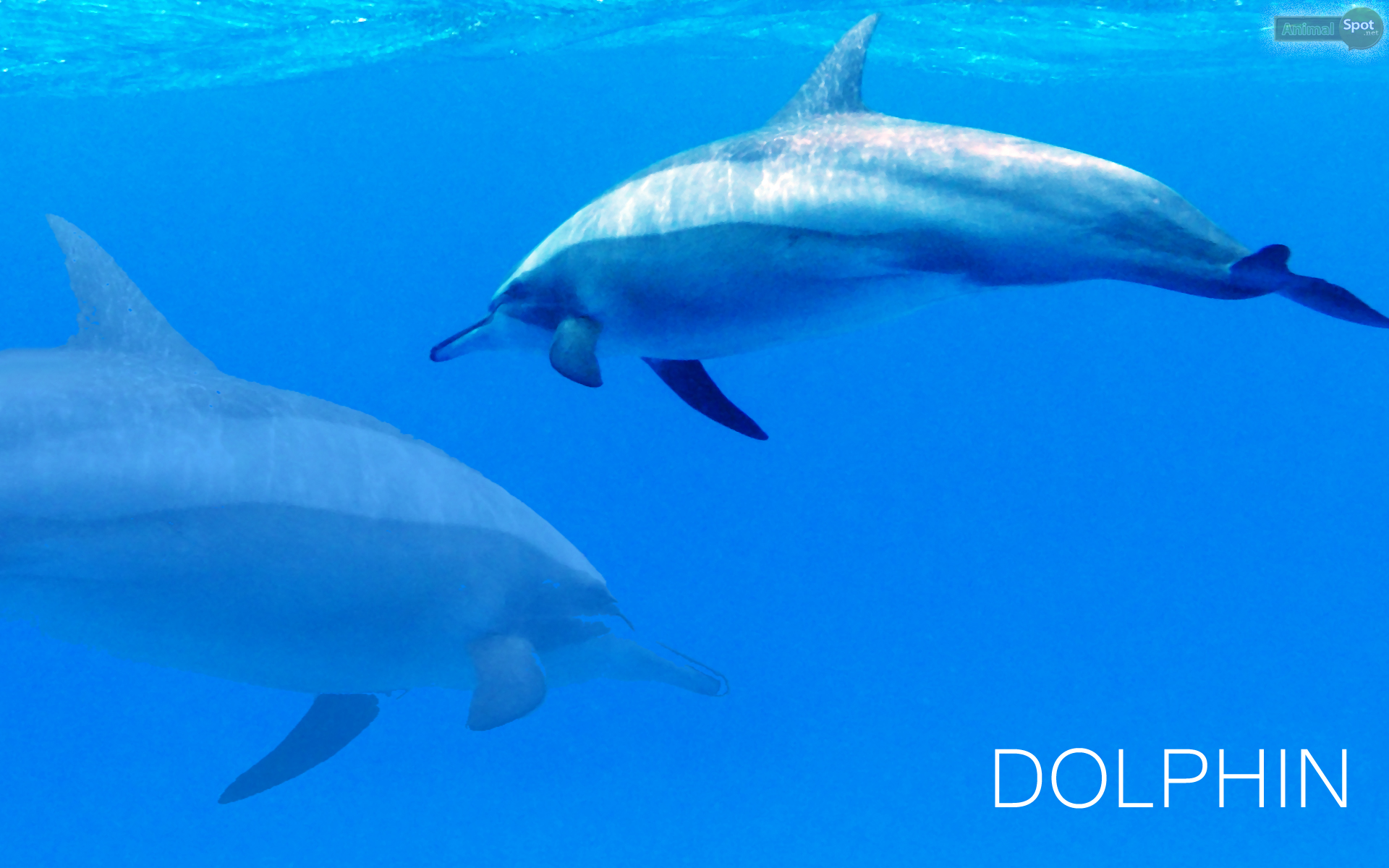 Dolphin Wallpaper Animal Spot