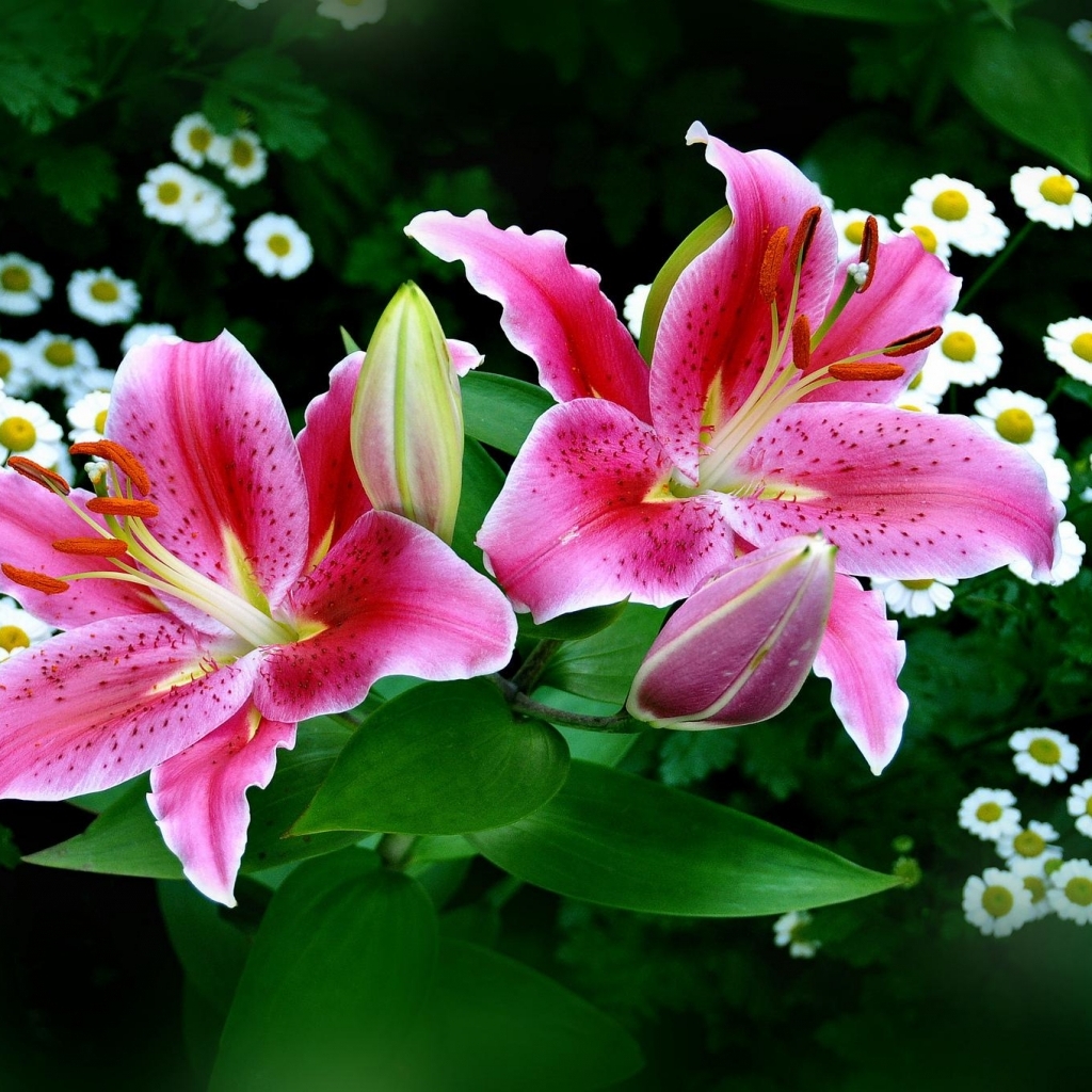 Spring Pink Easter Lilies Wallpaper