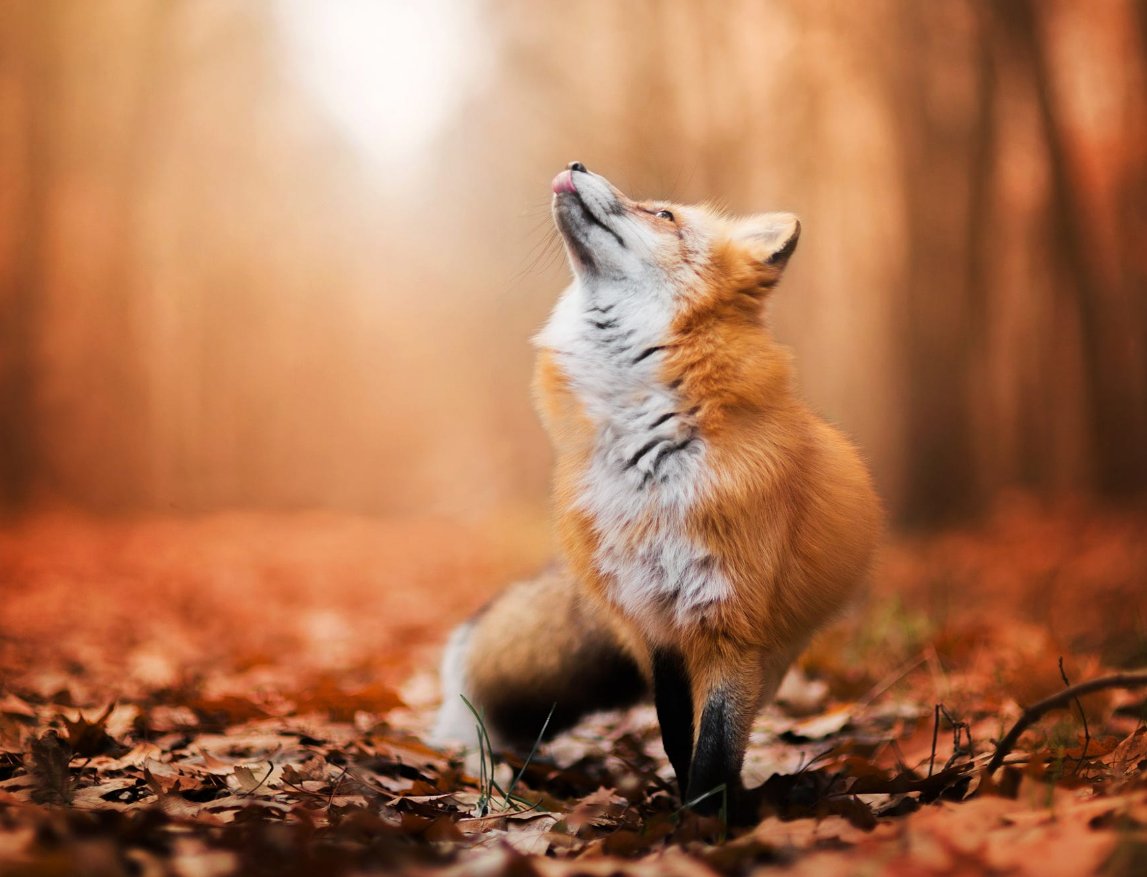 Foxes images Red Fox in Autumn HD wallpaper and background photos