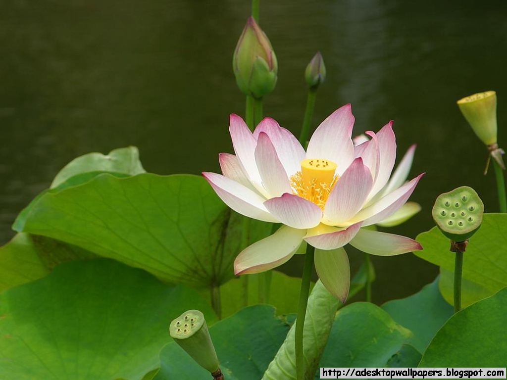 Lotus Flower Desktop Wallpaper Pc