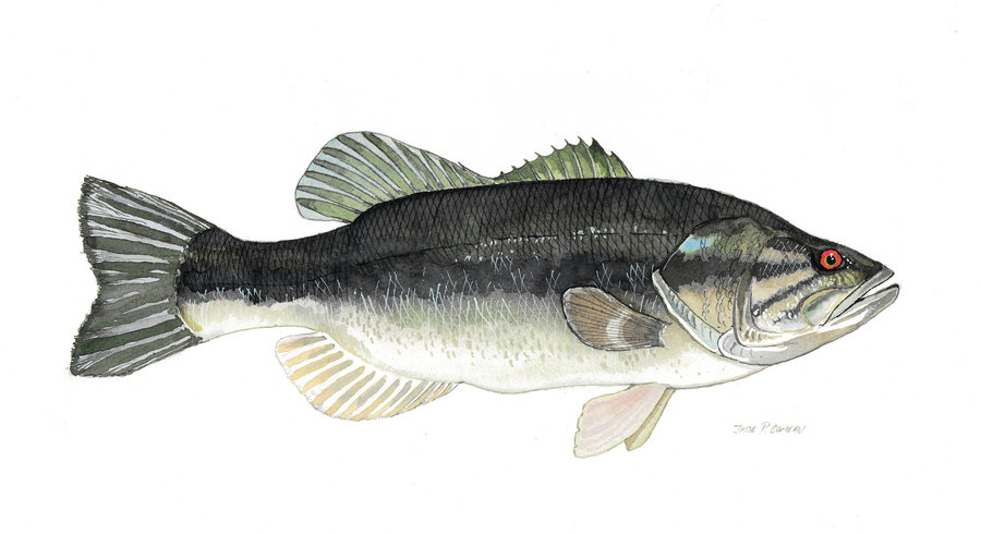 largemouth bass wallpaper Largemouth Bass by