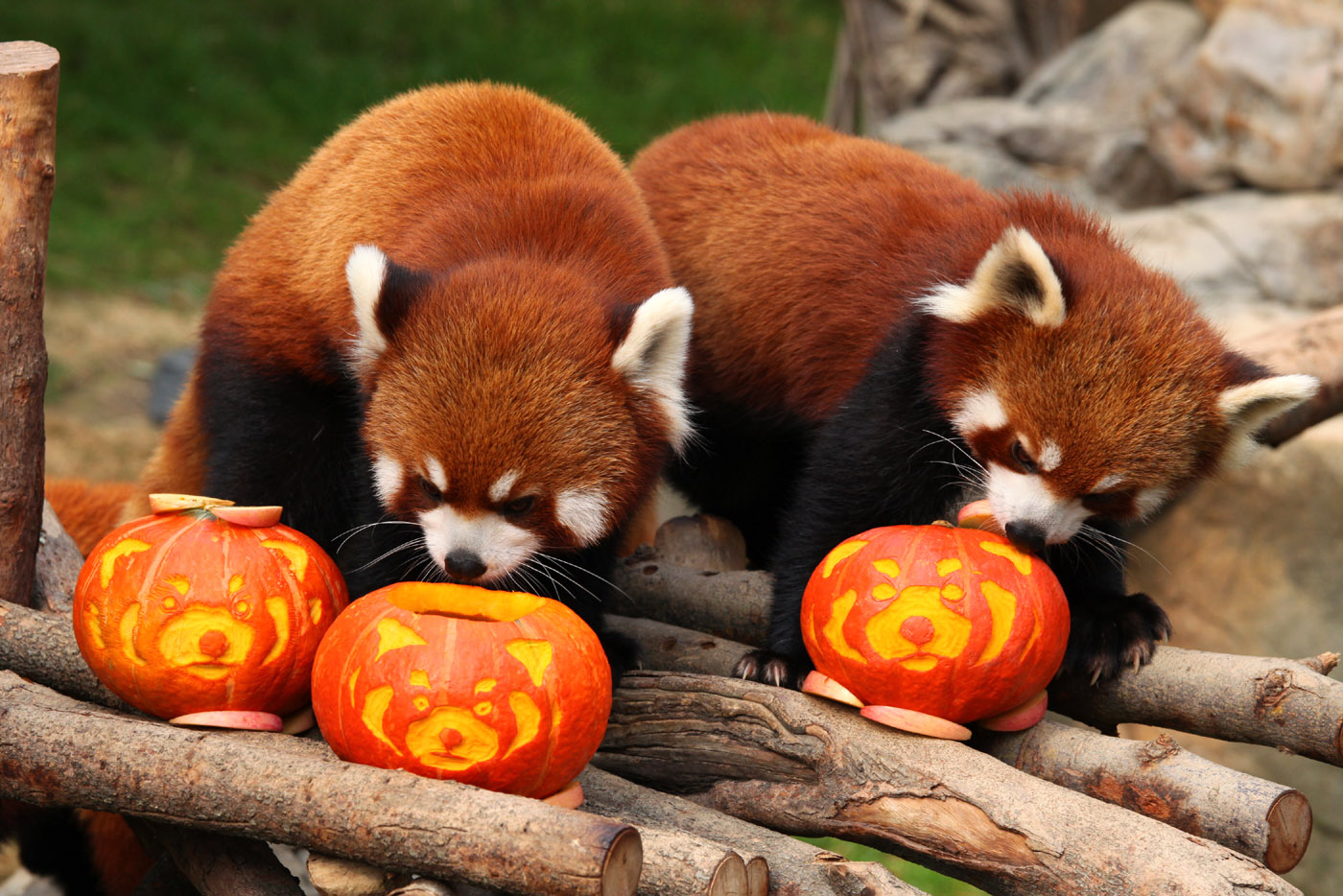 Red Pandas Celebrate Wallpaper For Pc Panda