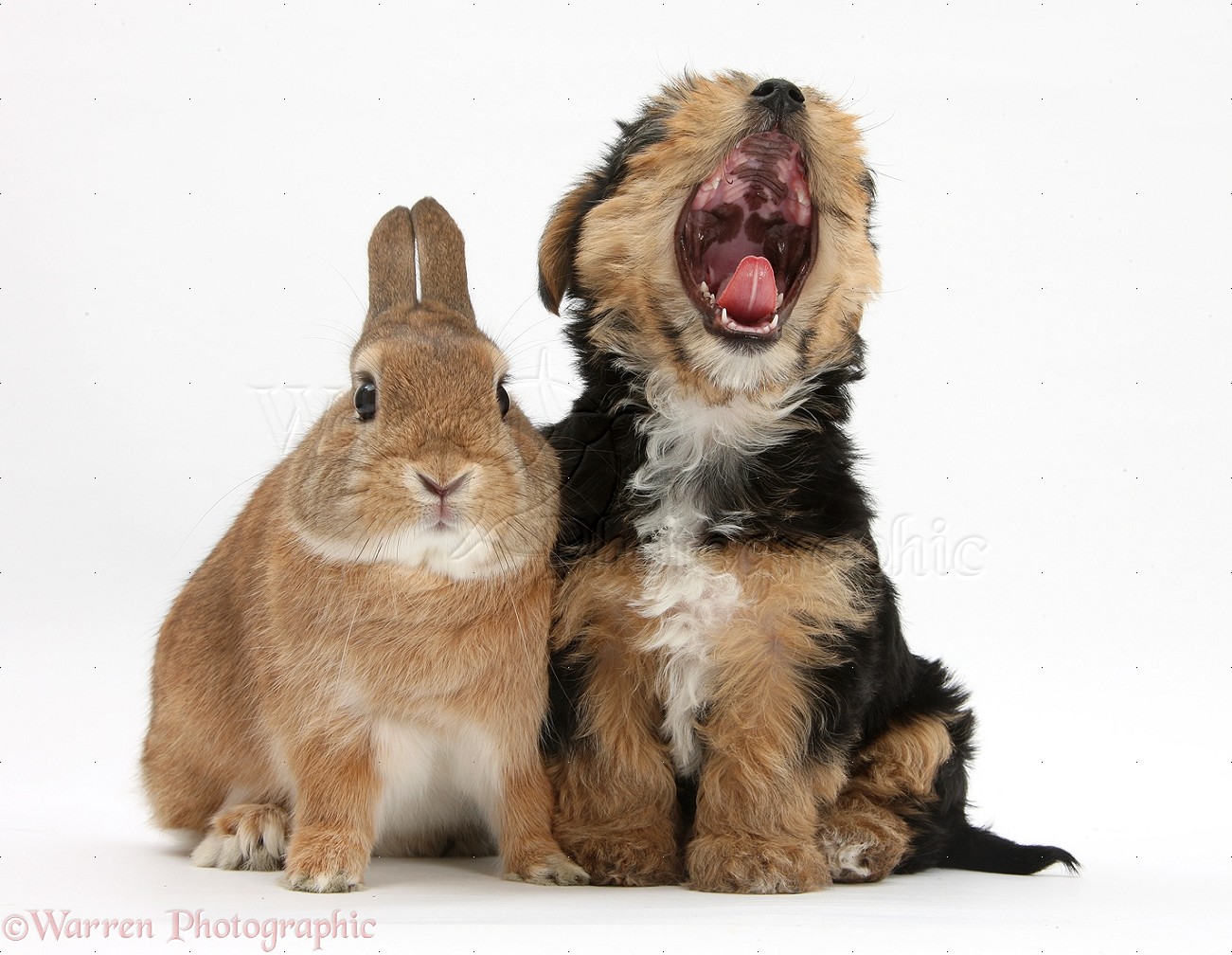Cat White Background Yorkshire Terrier And Pup