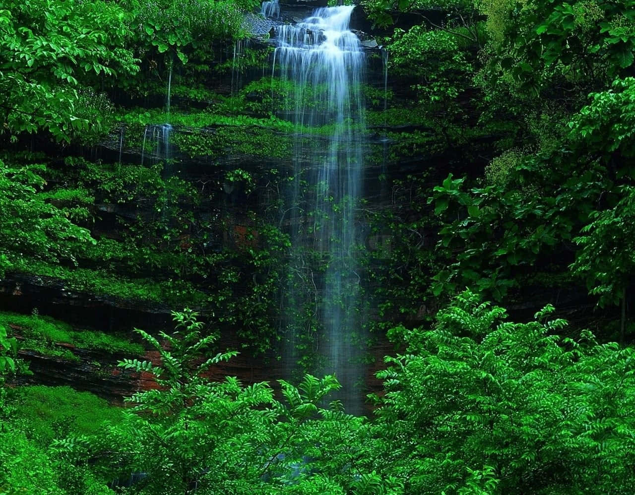 Dark Green Forest Wallpaper