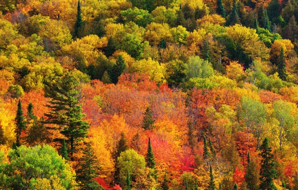Wallpaper Nature Canada Ontario Wood Paint Fall