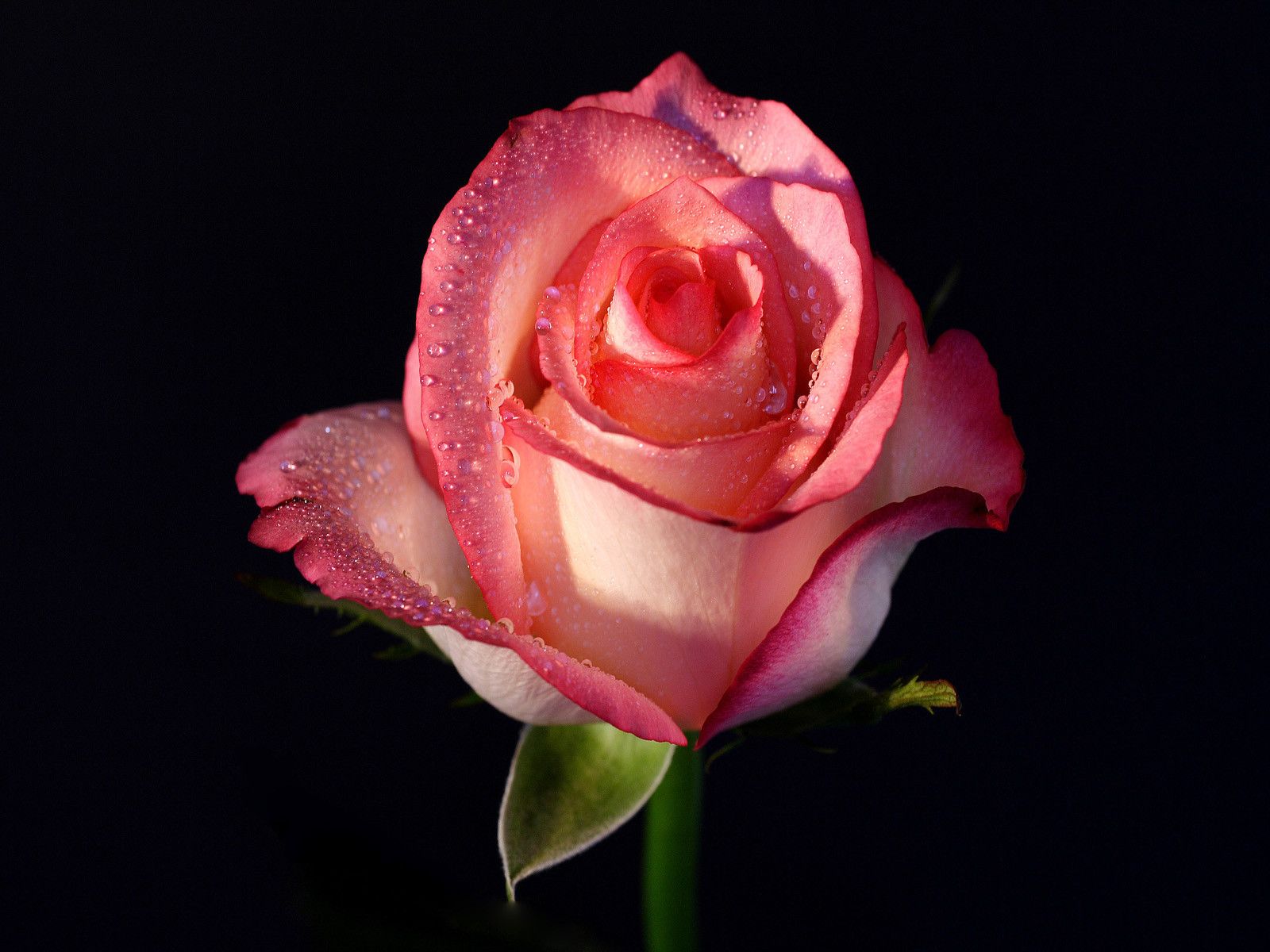 Cute Rose Wallpaper