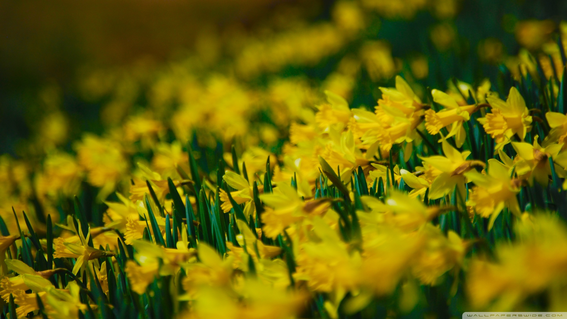 Yellow Daffodils Wallpaper