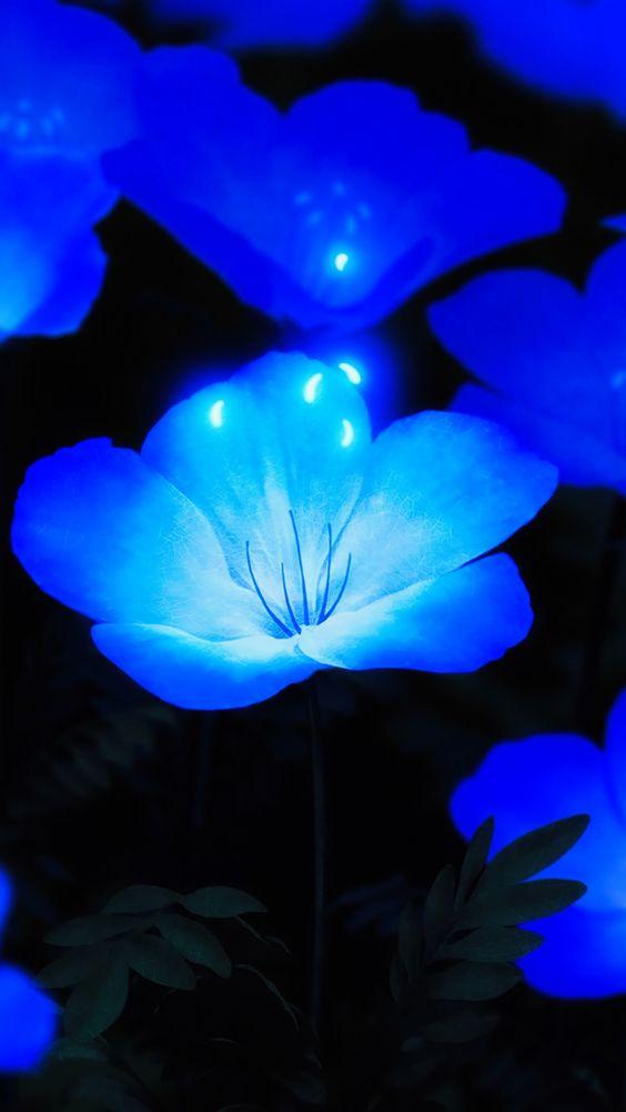 Blue Glowing Flowers Beautiful