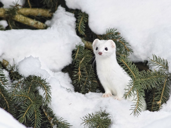 Snow Animals Camouflage Wallpaper Desktop