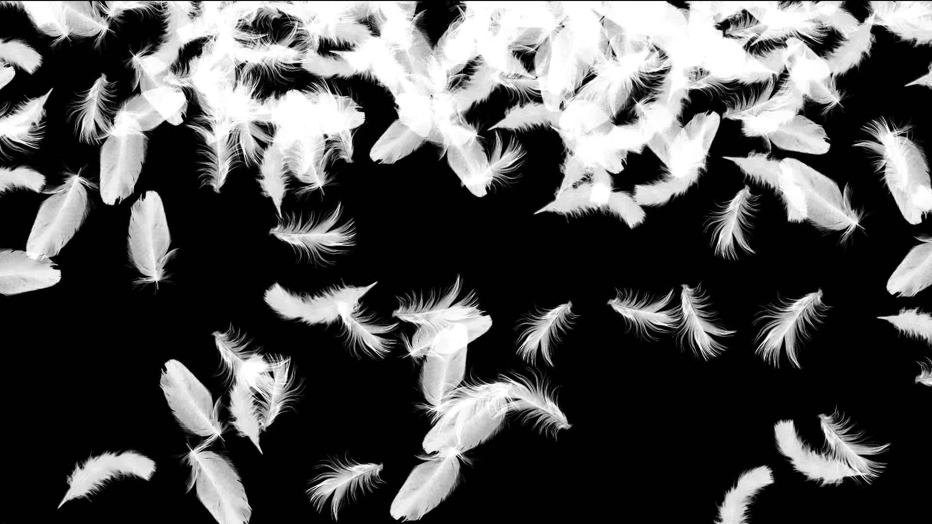 Falling Feathers Wallpaper Thewomenmenadore