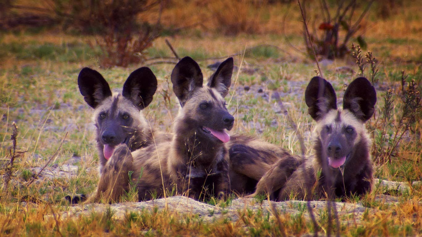 Bing Fotos Wild Dogs In Botswana Getty Image