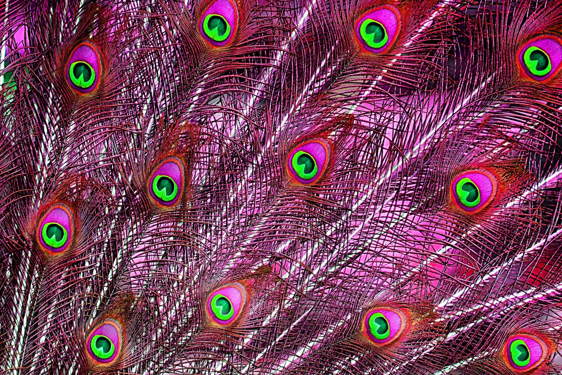 Peacock Feathers Wallpaper HD