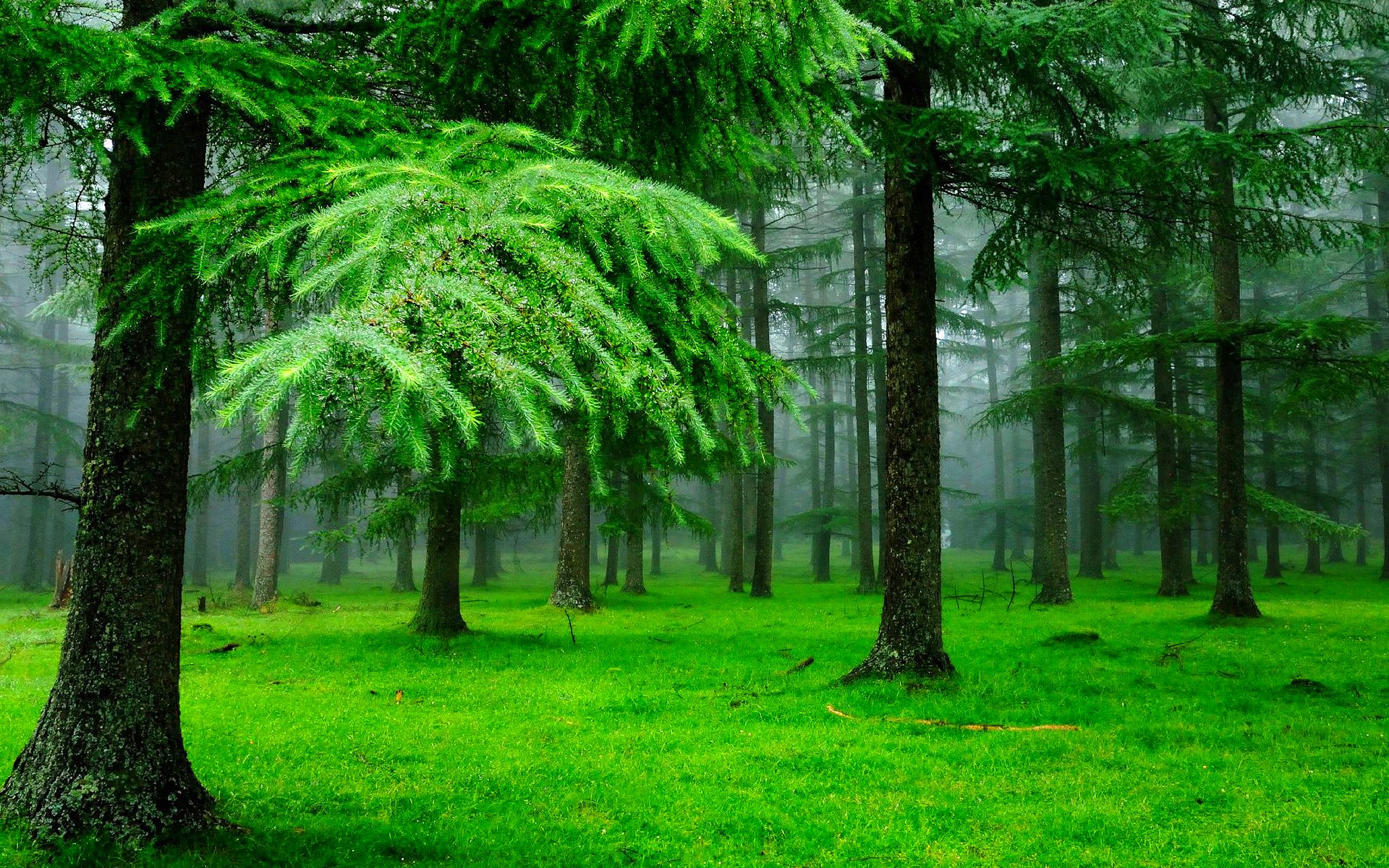 Forest Trees Nature Landscape Tree Wallpaper