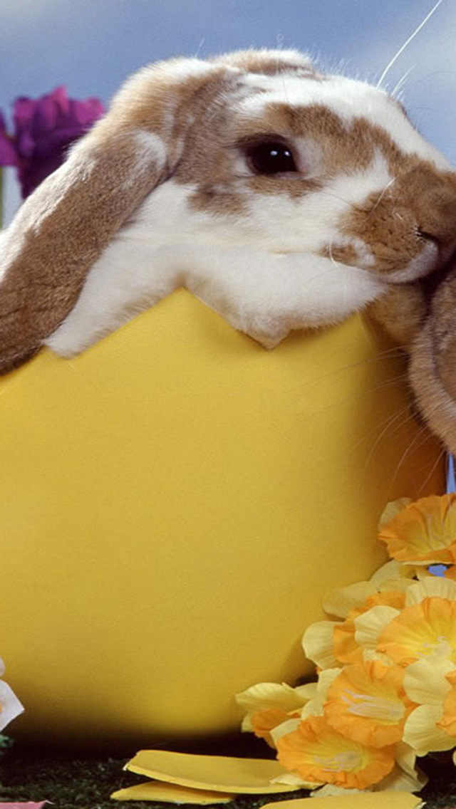 Cute Easter Bunny iPhone HD Wallpaper