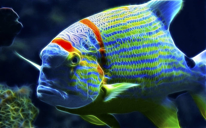 Colorful Are You Looking At Me Animals Fish HD Desktop Wallpaper