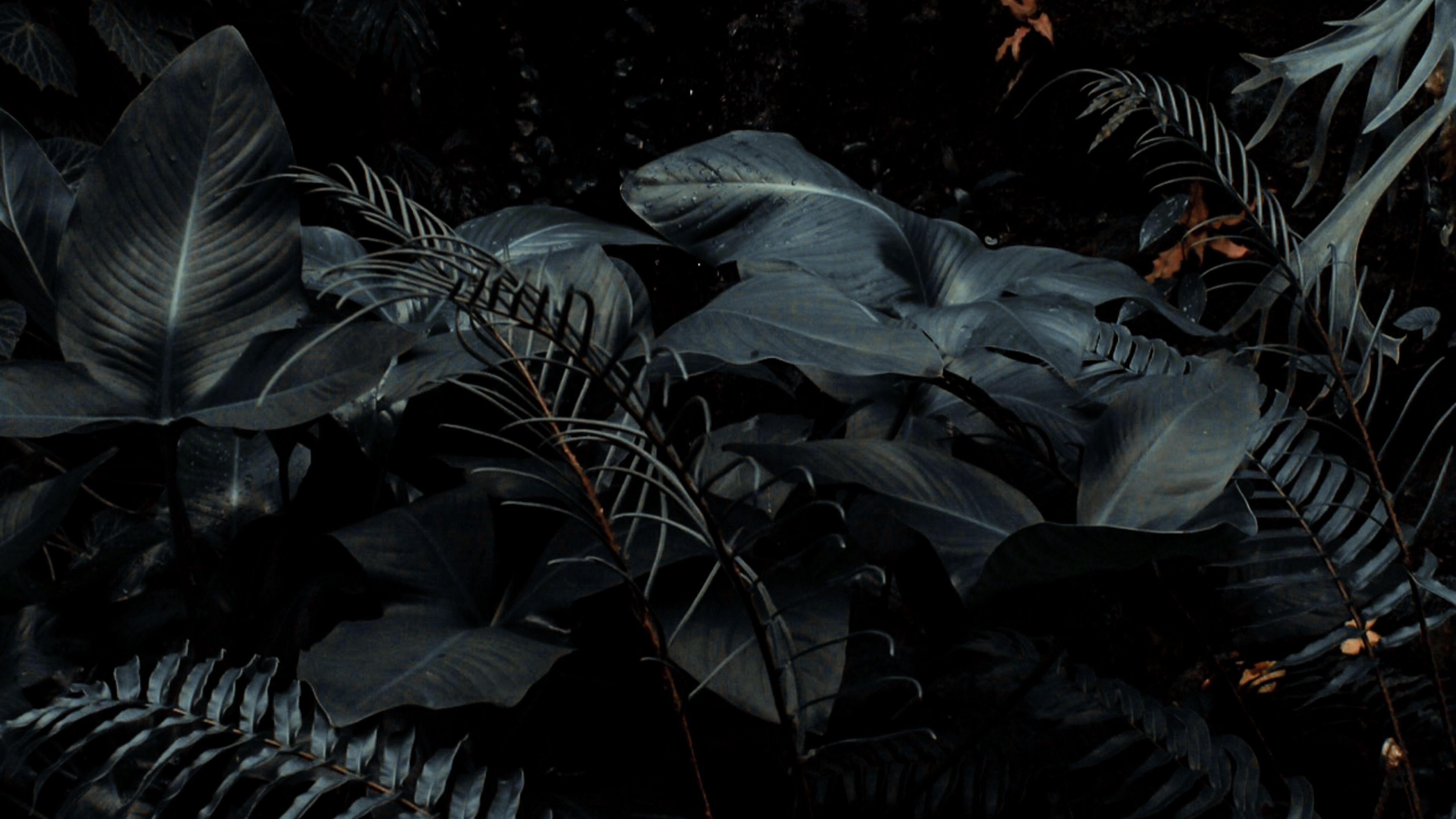 Wallpaper Id Plants Tropical Fern Bushes Dark 4k