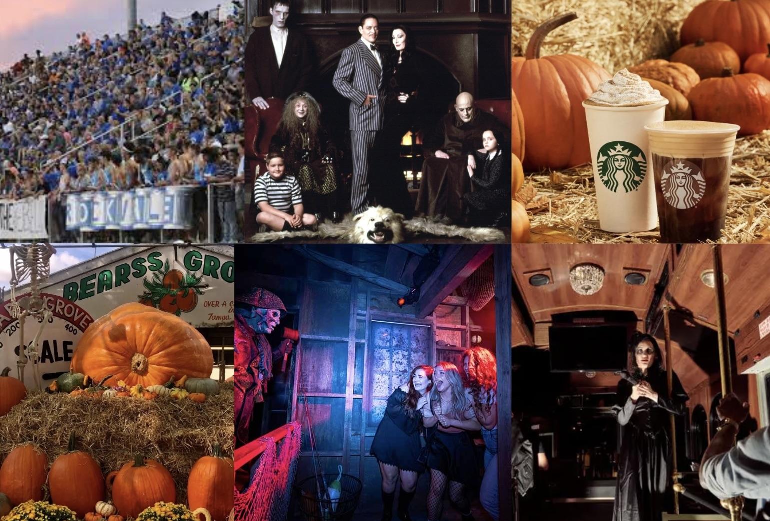 What To Do During Fall In Tampa Bay Achona