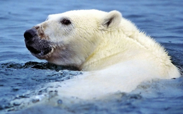 Polar Bears Wallpaper Desktop