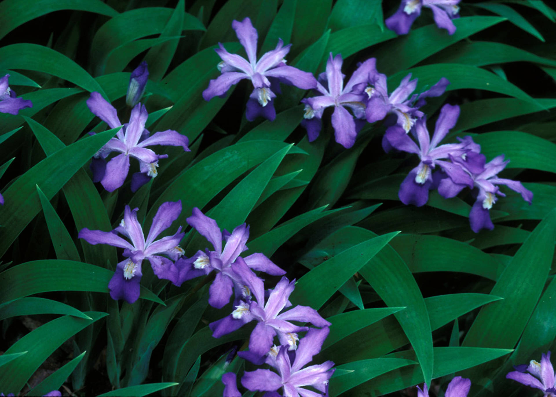 Top Iris Flower Wallpaper Full HD 4k To Use