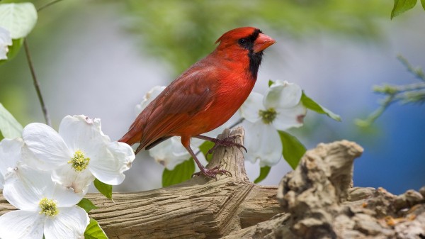 Birds And Blooms Wallpaper Pictures