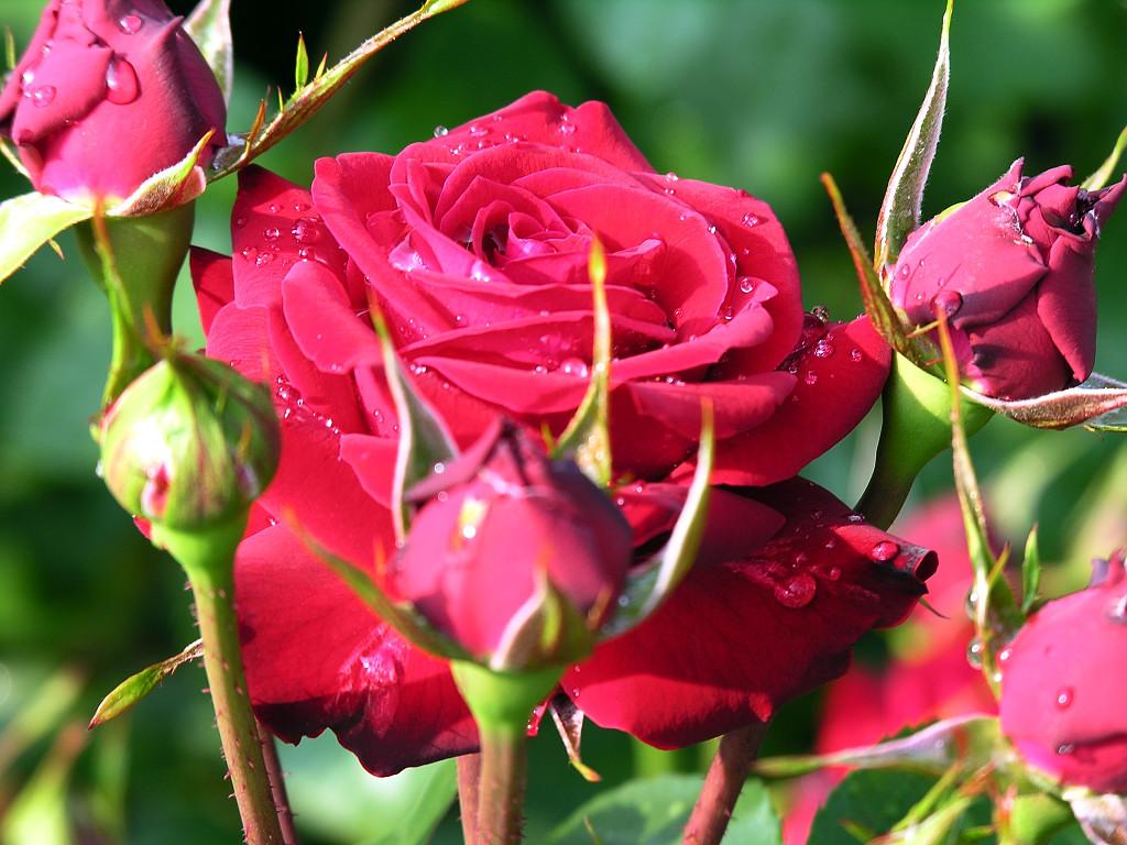 Beautiful Rose pictures   Flower Pictures