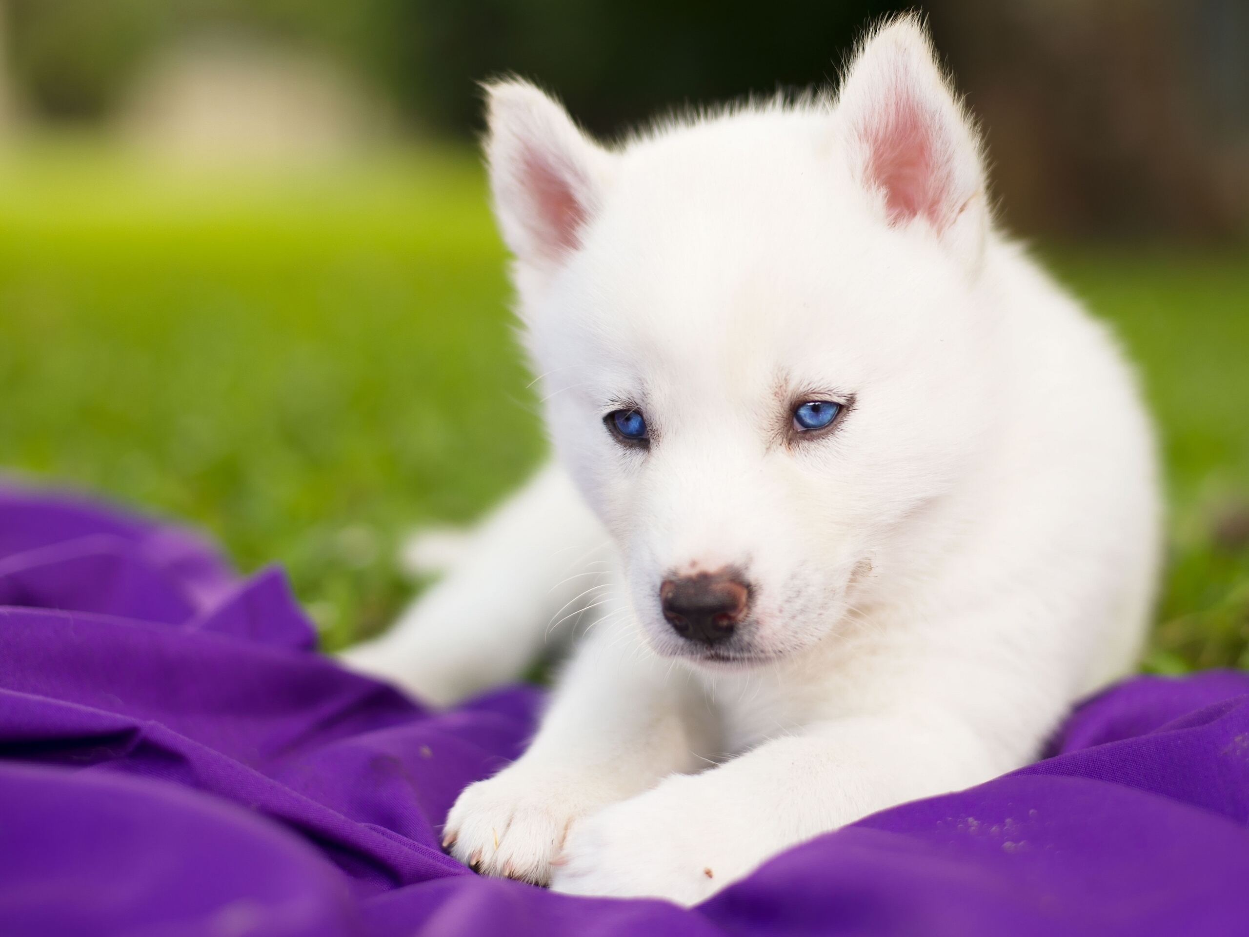 Siberian Husky Puppy White Blue Eyes Wallpaper Photos Pictures