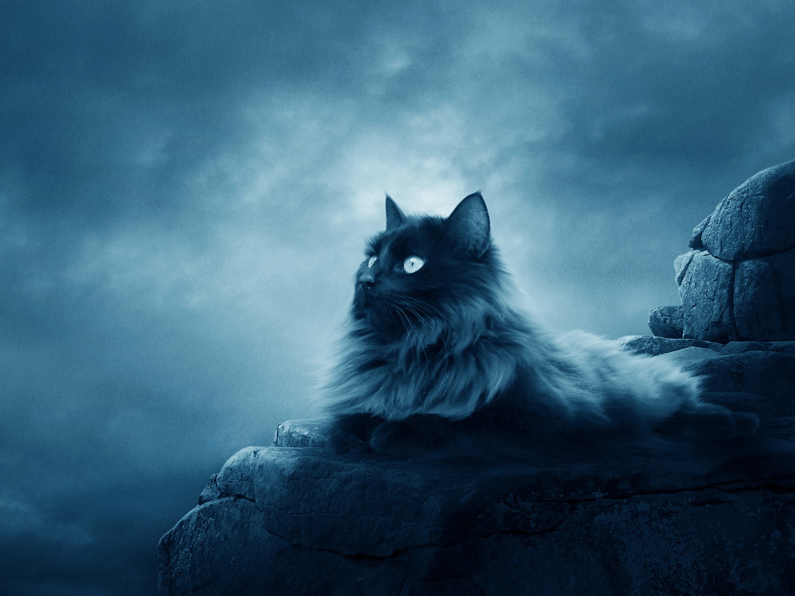 Full Moon Cat Wallpapers in jpg format for free download