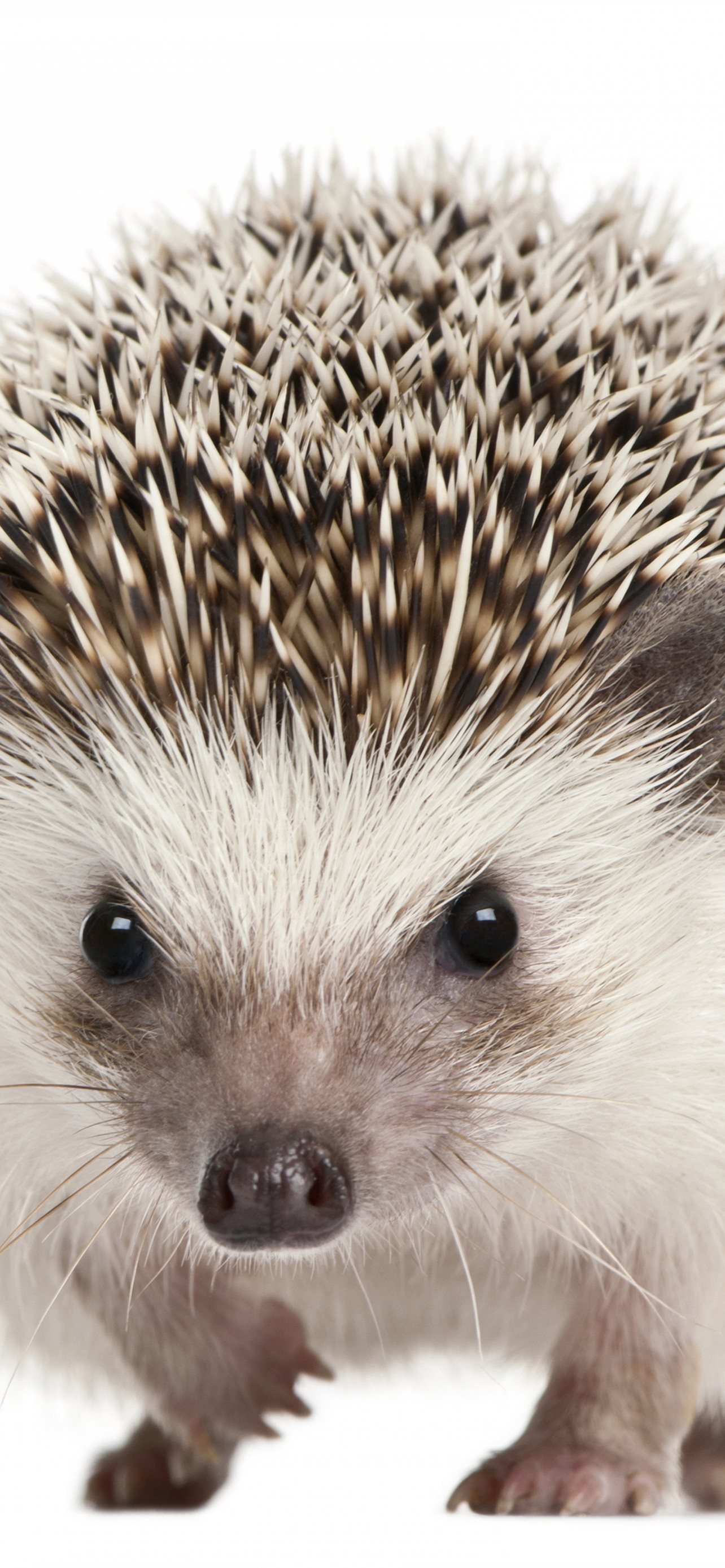 hedgehogs iPhone Wallpapers Free Download