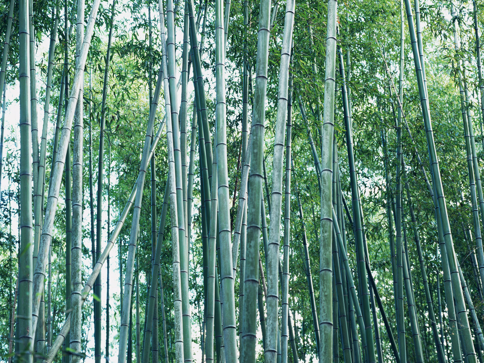 Image Title Japanese Bamboo Japan Wallpaper