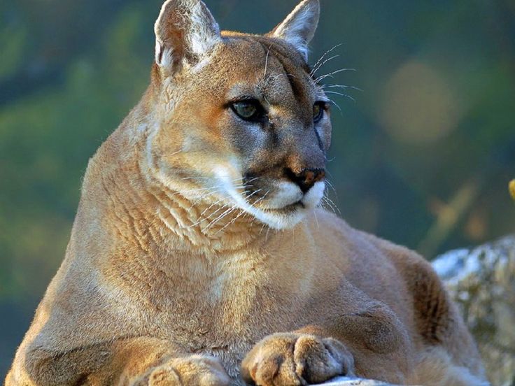 Cougar Desktop Wallpaper Animal Wp S Pinte