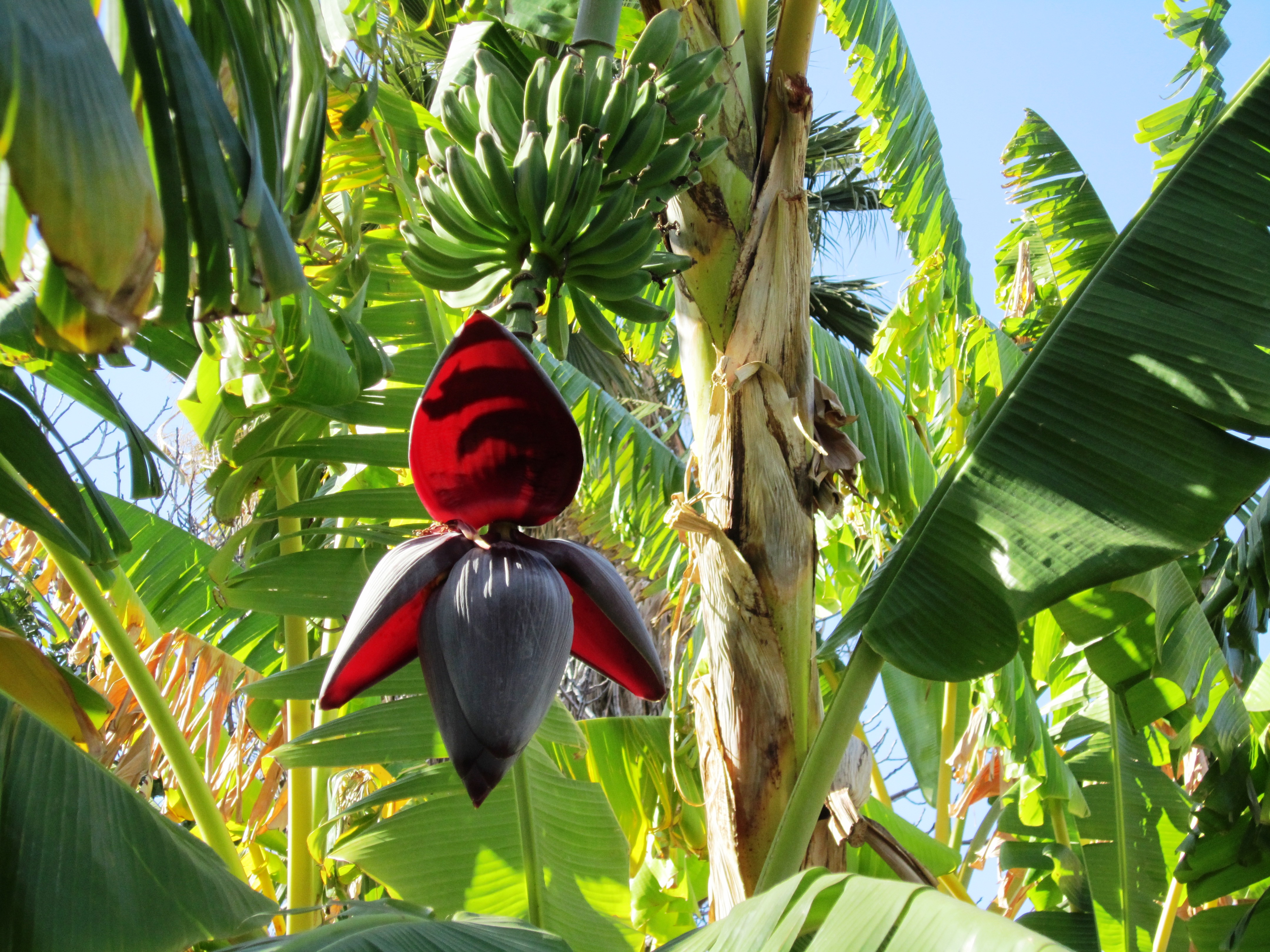 Related Article Banana Tree Pictures 4320x3240