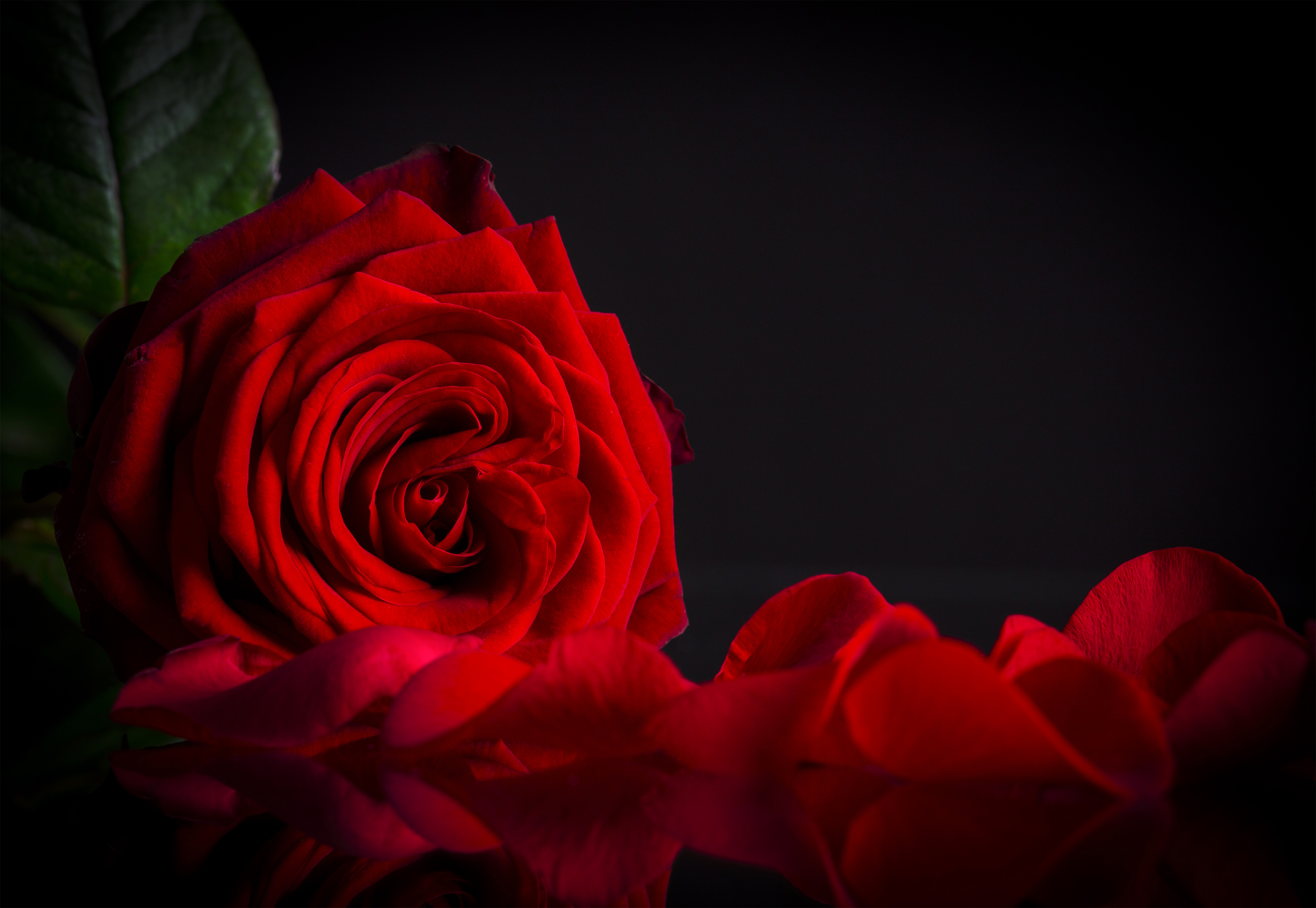 [69+] Red Rose On Black Background | Wallpapersafari.com