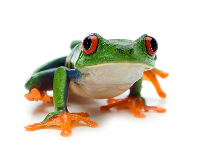 Tree Frog Tree Frog wallpaper Tree Frog picture Tree Frog photo