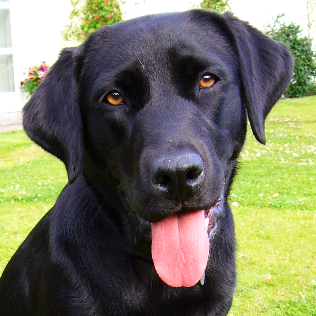 File Black Labrador Retriever Portrait Jpg